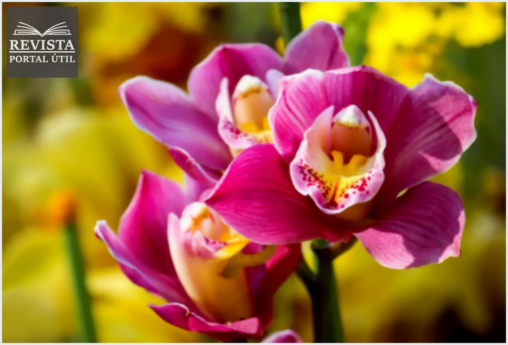 Aprenda a Plantar Orquídeas com Sucesso