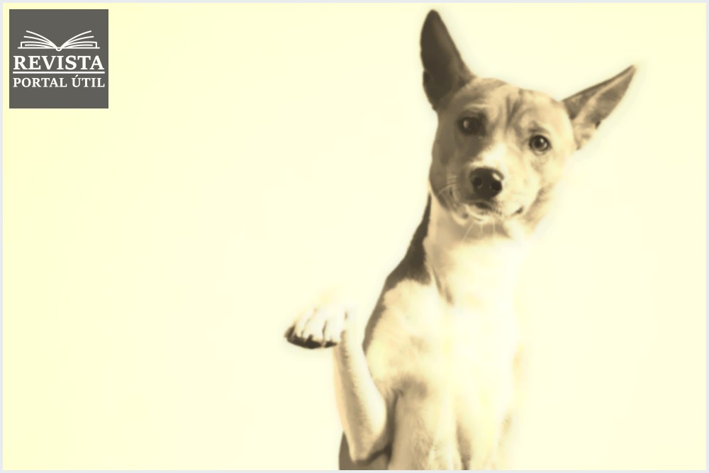Condroitina: conheça o composto que ajuda em problemas articulares de cães