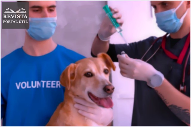Ozonioterapia para uso veterinário: entenda como funciona e as vantagens!